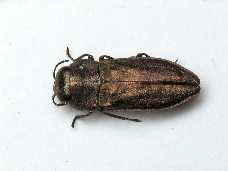 Anthaxia godeti Gory & Laporte, 1839